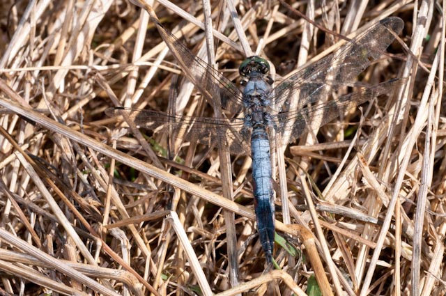 odonato 15 - Orthetrum cancellatum (maschio)